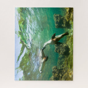 Puzzle des lions de mer joueurs