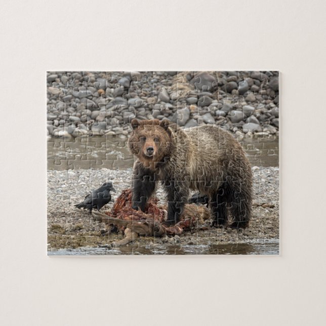 Puzzle des ours grizzlis (Horizontal)