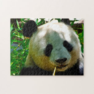 Puzzle Des Panda Bears.