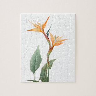 Puzzle Dessin d'oiseau de paradis (fleur)