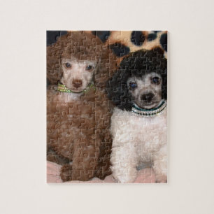 Puzzle Deux chiots mignons de caniche de jouet de caniche