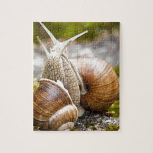 Puzzle Deux escargots