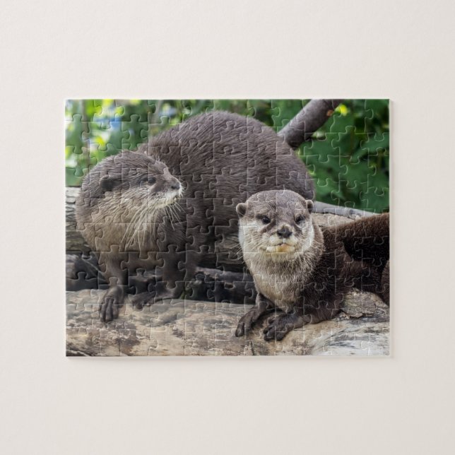 Puzzle Deux loutre mignonne des loutres | (Horizontal)