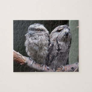 Puzzle Deux Oiseaux Tawny Frogmouth