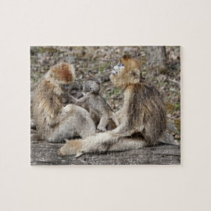 Puzzle Deux singes dorés femelles avec des nouveau-nés