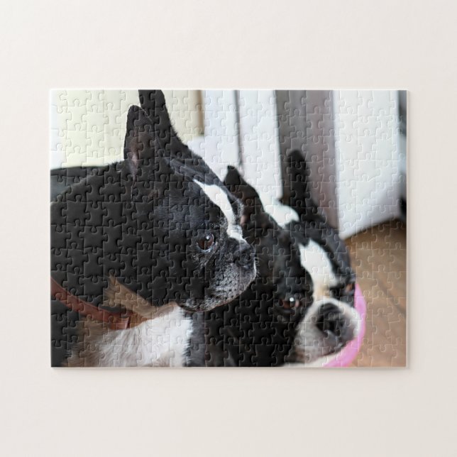 Puzzle Deux terriers de Boston (Horizontal)