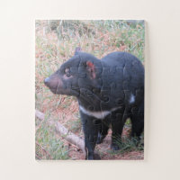 diable de Tasmanie