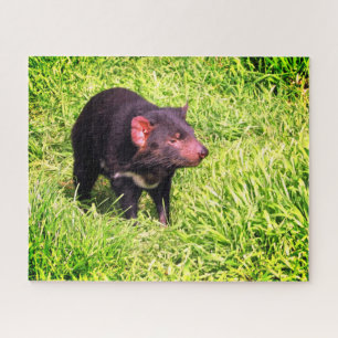 Puzzle diable tasmanien