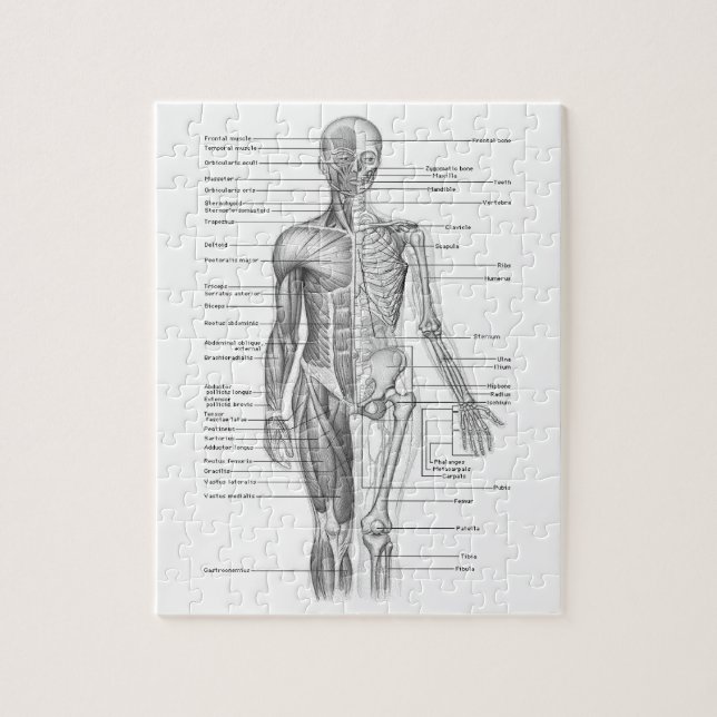 Puzzle Diagramme humain d'anatomie (Vertical)