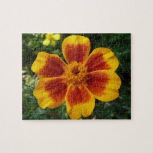 Puzzle Disco Marigold Orange et Rouge Fleur d'été