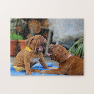 Puzzle Dogue de Bordeaux puppies playing