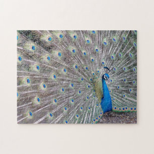 Puzzle d'oiseau de paon