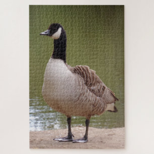 Puzzle d'oiseaux