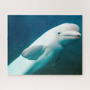 Puzzle Dolphin Jigsaw