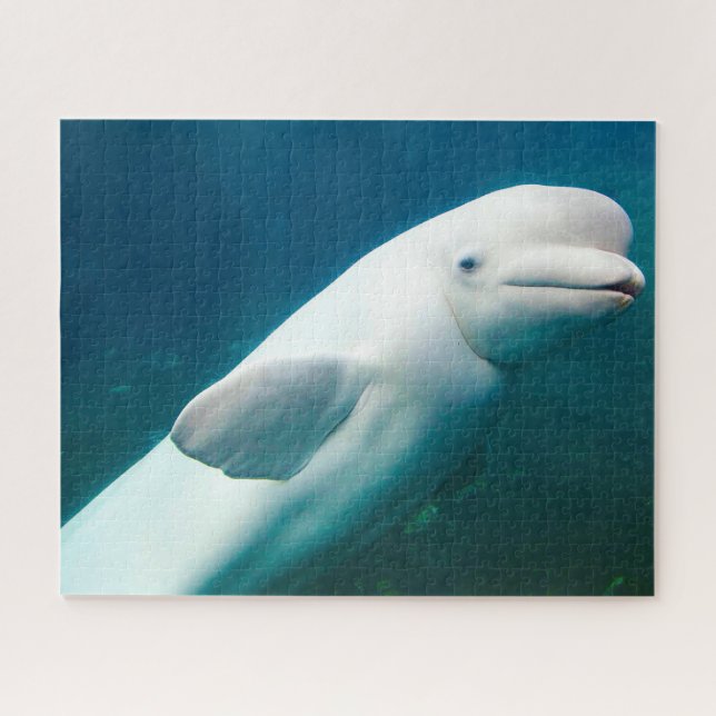 Puzzle Dolphin Jigsaw (Horizontal)
