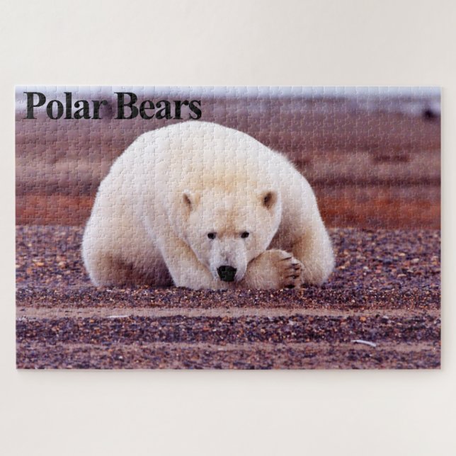 Puzzle d'ours polaire au repos (Horizontal)