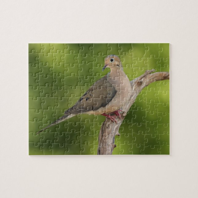 Puzzle Dove de deuil, Zenaida macroura (Horizontal)