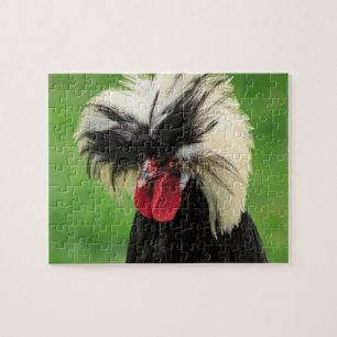 Puzzle Drôle coq polonais