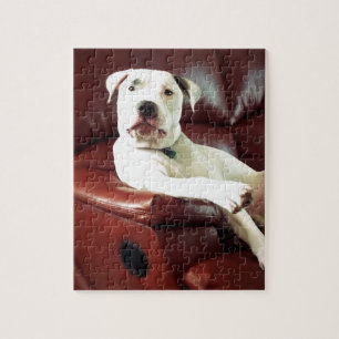 Puzzle drôle de pit bull chien sur le canapé