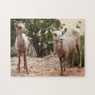 Puzzle Drôle Mouton de Bighorn dans le parc national Zion