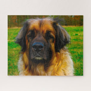 Puzzle du chien de race Leonberg.
