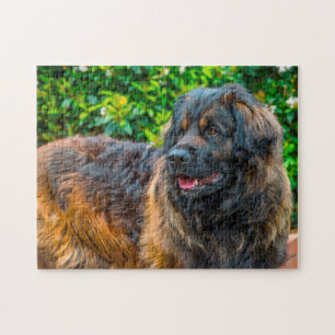 Puzzle du chien de race Leonberger.