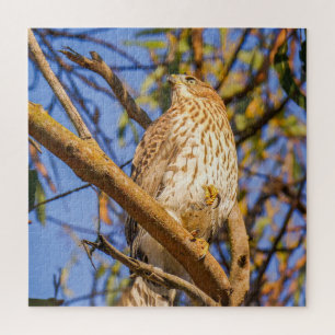 Puzzle du Faucon Art de la Nature des Rapaces Sa