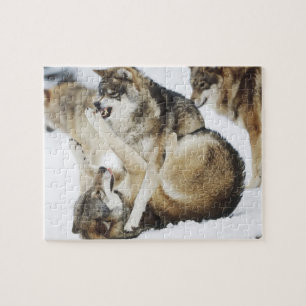 Puzzle du loup en colère