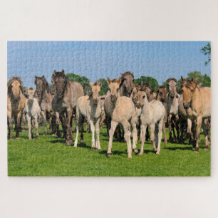 Puzzle Dulmen Horses Colorées Wild Grullo Fote Fote Game