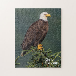Puzzle Eagle chauve majestueux