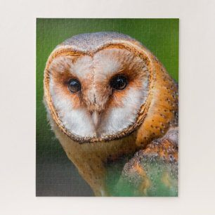 Puzzle Effraies - Oiseaux de proie.