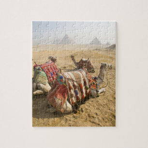 Puzzle Égypte, Le Caire. Chameaux au repos