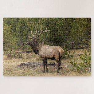 Puzzle Élan mâle Parc national de Yellowstone, Wyoming