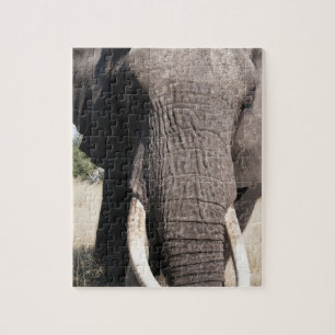 Puzzle Éléphant (Loxodonta africana), Abu Camp 3