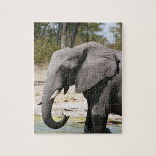 Puzzle Elephant (Loxodonta africana), Savute Channel