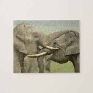 Puzzle Éléphants asiatiques indiens jouent à la lutte