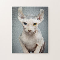 Elf Sphynx Photo de chat