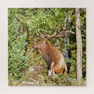 Puzzle Elk mâle dans le parc national des Rocheuses