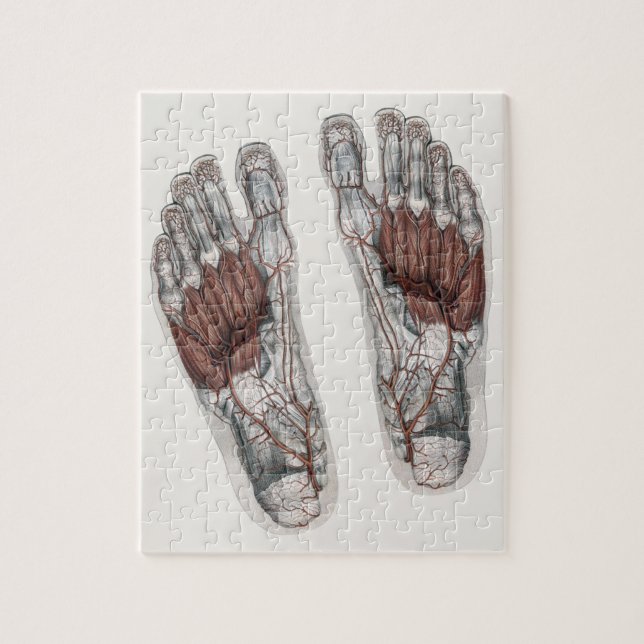 Puzzle Empreinte de l'anatomie humaine vintage Pied de po (Vertical)
