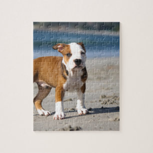 Puzzle english bulldog puppy on the beach