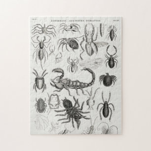 Puzzle Entomologie - Arachnides, Myriapoda
