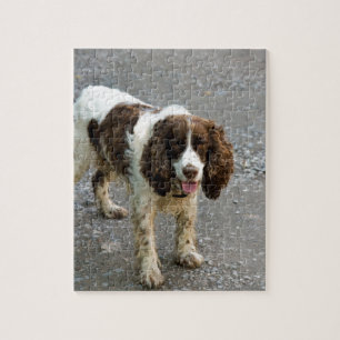Puzzle épagneul de springer anglais full.png
