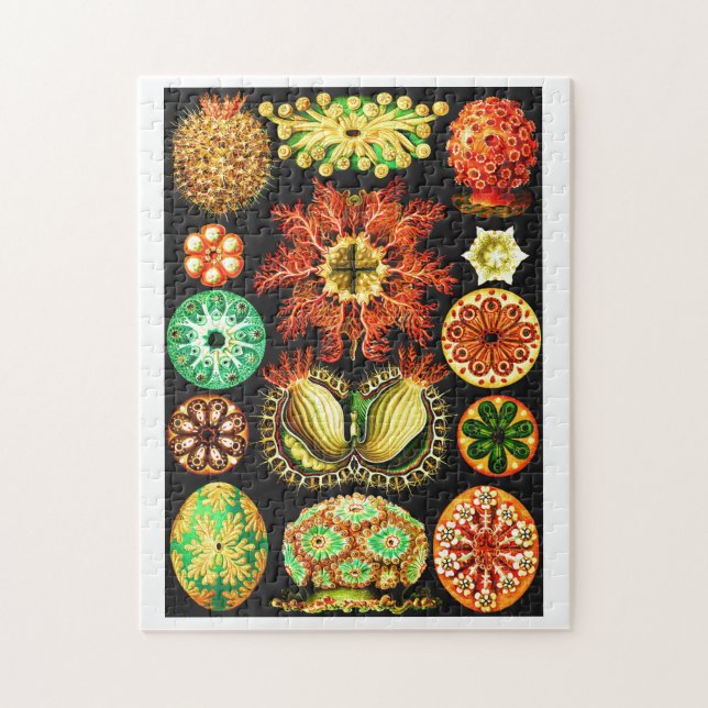 Puzzle Ernst Haeckel Ascidiae (Vertical)