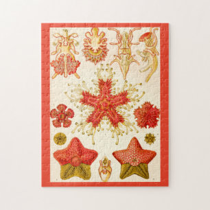 Puzzle Ernst Haeckel Asteridea