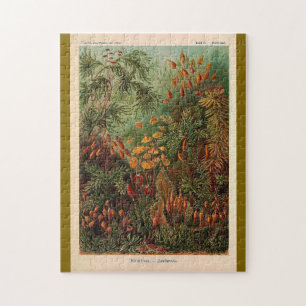 Puzzle Ernst Haeckel Muscinae illustration vintage