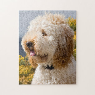 Puzzle États-Unis, Californie. Portrait de Labradoodle 3