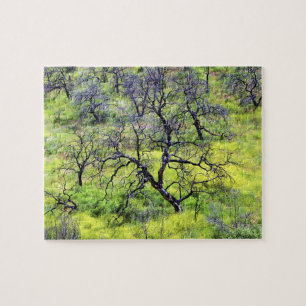 Puzzle États-Unis, Californie, San Diego. Une forêt de 