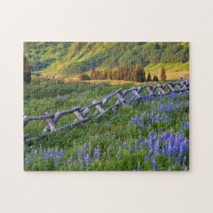 Puzzle États-Unis, Colorado. Lupins et clôture en bois