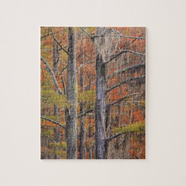 Puzzle États-Unis, Géorgie, parc d'État George Smith, cyp (Vertical)