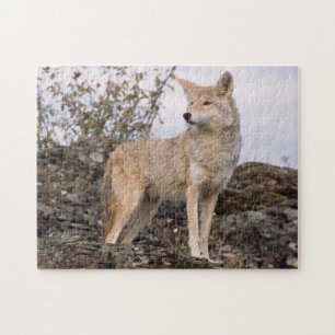Puzzle États-Unis, Montana, Kalispell. Coyote à Triple D